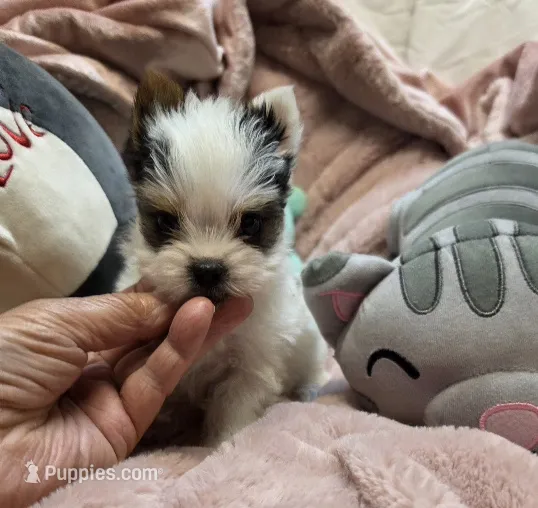 BiewerF – Biewer puppy for sale in Cullman, AL