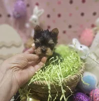 ExoticYorkieM1, a male Yorkshire Terrier for sale in Cullman, AL – Photo 5 of 9