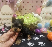 ExoticYorkieM1, a male Yorkshire Terrier for sale in Cullman, AL – Photo 3 of 9