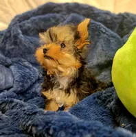 ExoticYorkieM1, a male Yorkshire Terrier for sale in Cullman, AL – Photo 3 of 8