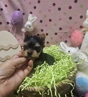 ExoticYorkieM1, a male Yorkshire Terrier for sale in Cullman, AL – Photo 9 of 9