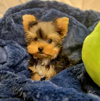 ExoticYorkieM1, a male Yorkshire Terrier for sale in Cullman, AL – Photo 2 of 8
