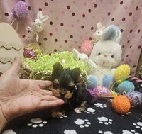 ExoticYorkieM1, a male Yorkshire Terrier for sale in Cullman, AL – Photo 8 of 9