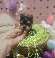 ExoticYorkieM1, a male Yorkshire Terrier for sale in Cullman, AL – Photo 4 of 9