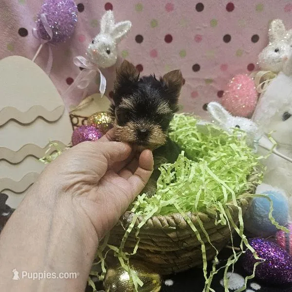 ExoticYorkieM1 – Yorkshire Terrier puppy for sale in Cullman, AL