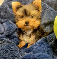 ExoticYorkieM1, a male Yorkshire Terrier for sale in Cullman, AL – Photo 6 of 8