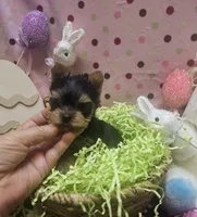 ExoticYorkieM1, a male Yorkshire Terrier for sale in Cullman, AL – Photo 2 of 9