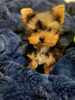 ExoticYorkieM1, a male Yorkshire Terrier for sale in Cullman, AL – Photo 4 of 8