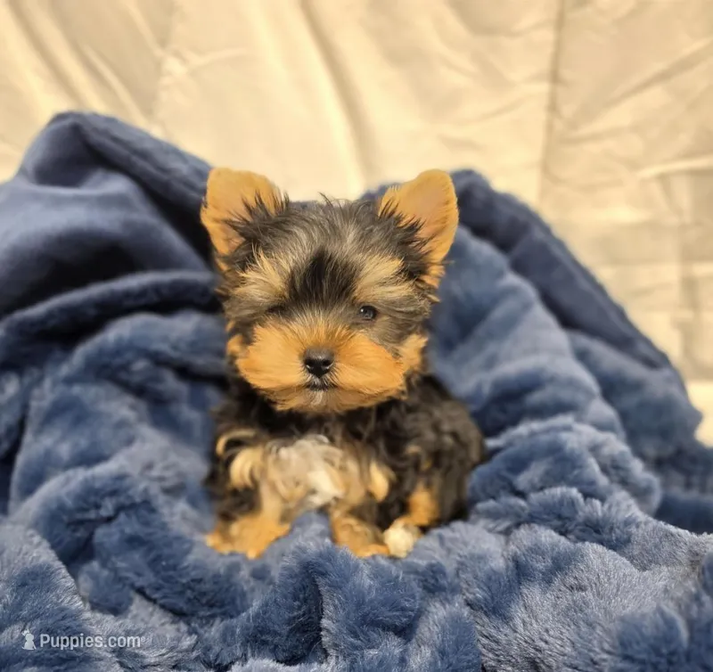 ExoticYorkieM1 – Yorkshire Terrier puppy for sale in Cullman, AL