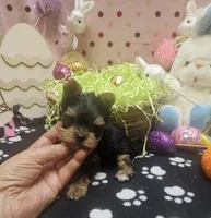 ExoticYorkieM1, a male Yorkshire Terrier for sale in Cullman, AL – Photo 7 of 9