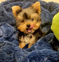 ExoticYorkieM1, a male Yorkshire Terrier for sale in Cullman, AL – Photo 5 of 8