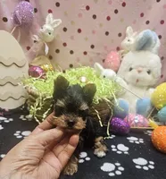 ExoticYorkieM1, a male Yorkshire Terrier for sale in Cullman, AL – Photo 6 of 9