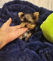 ExoticYorkieM1, a male Yorkshire Terrier for sale in Cullman, AL – Photo 8 of 8