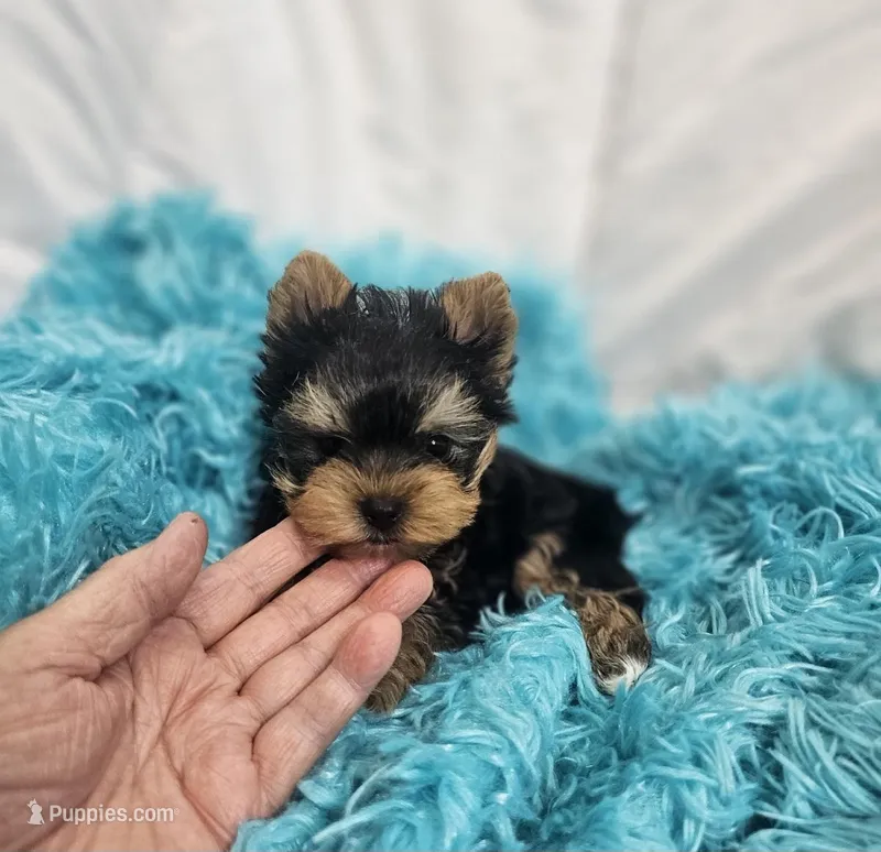 ExoticYorkieM1 – Yorkshire Terrier puppy for sale in Cullman, AL