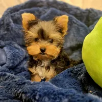 ExoticYorkieM1, a male Yorkshire Terrier for sale in Cullman, AL – Photo 7 of 8