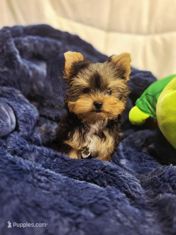 ExoticYorkieM1 – Yorkshire Terrier puppy for sale in Cullman, AL