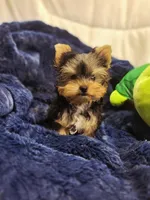 ExoticYorkieM1, a male Yorkshire Terrier for sale in Cullman, AL – Photo 1 of 8