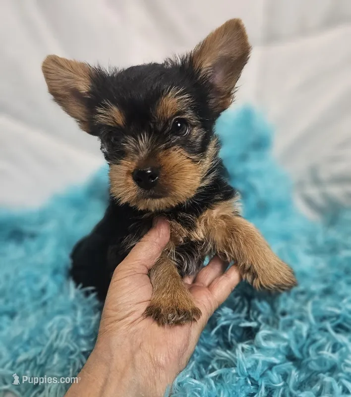 YorkieM – Yorkshire Terrier puppy for sale in Cullman, AL