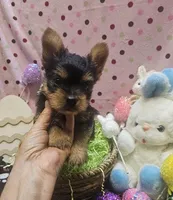 YorkieM, a male Yorkshire Terrier for sale in Cullman, AL – Photo 6 of 7