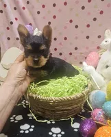 YorkieM, a male Yorkshire Terrier for sale in Cullman, AL – Photo 4 of 7