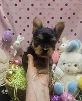 YorkieM, a male Yorkshire Terrier for sale in Cullman, AL – Photo 7 of 7