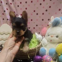 YorkieM, a male Yorkshire Terrier for sale in Cullman, AL – Photo 2 of 7