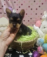 YorkieM, a male Yorkshire Terrier for sale in Cullman, AL – Photo 1 of 7