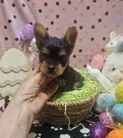 YorkieM, a male Yorkshire Terrier for sale in Cullman, AL – Photo 3 of 7