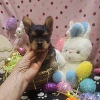 YorkieM, a male Yorkshire Terrier for sale in Cullman, AL – Photo 5 of 7