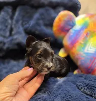 ExoticYorkieF, a female Yorkshire Terrier for sale in Cullman, AL – 3 of 6