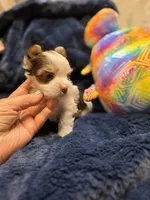 YorkieM3, a male Yorkshire Terrier for sale in Cullman, AL – 10 of 10