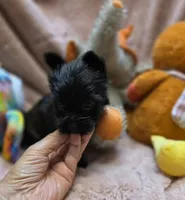 YorkieM4, a male Yorkshire Terrier for sale in Cullman, AL – 9 of 10