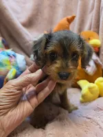 YorkiePooF4..Pending, a female Yorkipoo for sale in Cullman, AL – 7 of 9
