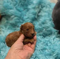 MaltipooM3, a male Maltipoo for sale in Cullman, AL – 9 of 9