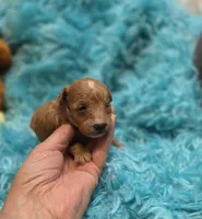 MaltipooM2, a male Maltipoo for sale in Cullman, AL – 7 of 7