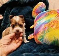 YorkieF, a female Yorkshire Terrier for sale in Cullman, AL – 5 of 10