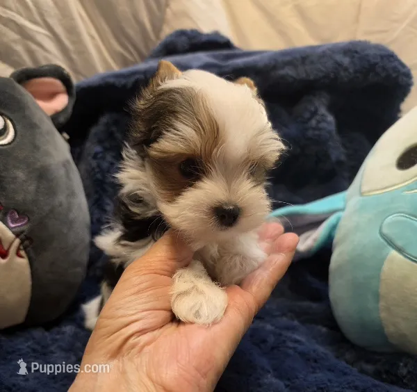 YorkieM1Teacup – Yorkshire Terrier puppy for sale in Cullman, AL