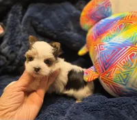 YorkieM1Teacup, a male Yorkshire Terrier for sale in Cullman, AL – 4 of 8