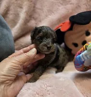 YorkiePooF3, a female Yorkipoo for sale in Cullman, AL – 2 of 10