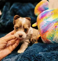 YorkieF, a female Yorkshire Terrier for sale in Cullman, AL – 9 of 10