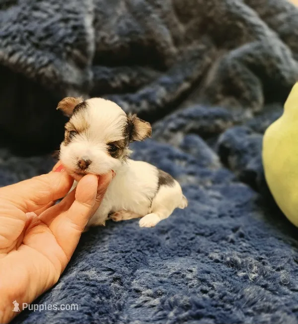 YorkieM1Teacup – Yorkshire Terrier puppy for sale in Cullman, AL