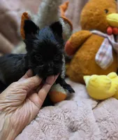 YorkieM4, a male Yorkshire Terrier for sale in Cullman, AL – 8 of 10