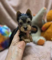 YorkieM3, a male Yorkshire Terrier for sale in Cullman, AL – 7 of 10