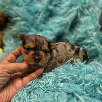 MerleYorkieM1, a male Yorkshire Terrier for sale in Cullman, AL – 5 of 7