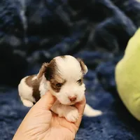 YorkieM3, a male Yorkshire Terrier for sale in Cullman, AL – 3 of 6