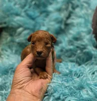 MaltipooM3, a male Maltipoo for sale in Cullman, AL – 4 of 9