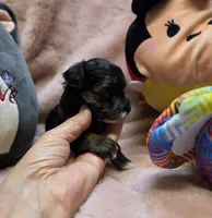 YorkiePooF1, a female Yorkipoo for sale in Cullman, AL – 7 of 9