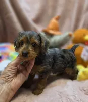 YorkiePooF4..Pending, a female Yorkipoo for sale in Cullman, AL – 3 of 9