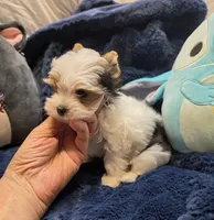 YorkieM1Teacup, a male Yorkshire Terrier for sale in Cullman, AL – 6 of 8