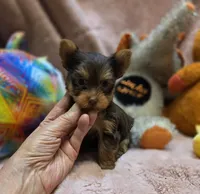 YorkieM1, a male Yorkshire Terrier for sale in Cullman, AL – 7 of 9